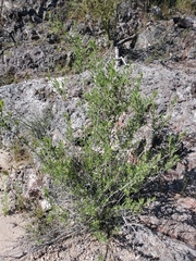 Ambrosia eriocentra