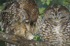 Strix occidentalis lucida