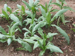 Lactuca sativa longifolia