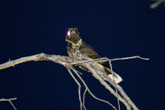 Antrostomus arizonae