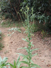 Lactuca sativa longifolia