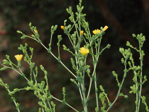 Lactuca sativa