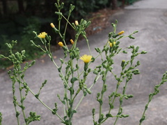 Lactuca sativa longifolia