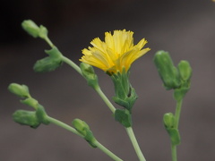 Lactuca sativa longifolia