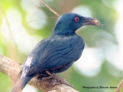 Onychognathus fulgidus