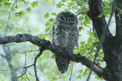 Strix occidentalis lucida