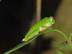 Callimedusa tomopterna