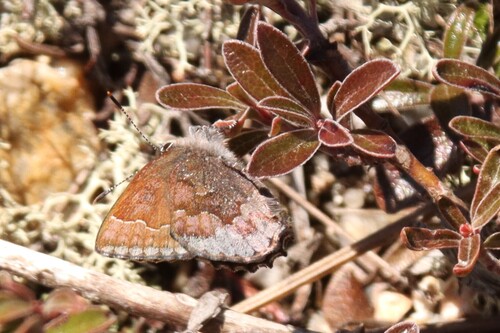 Hoary Elfin photo 3
