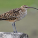 Bristle-thighed Curlew - Photo (c) doug_clarke, some rights reserved (CC BY-NC)
