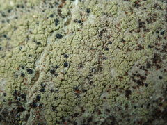 Lecidella flavosorediata