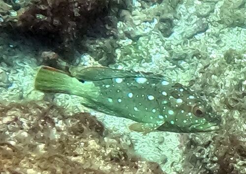 Epinephelus labriformis