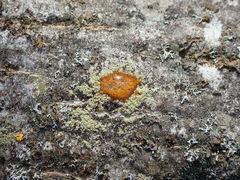 Lecidella flavosorediata