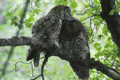 Strix occidentalis lucida