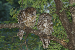 Strix occidentalis lucida