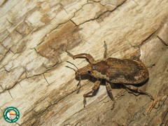 Pycnodactylopsis mitis