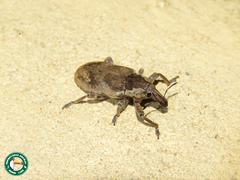 Pycnodactylopsis mitis