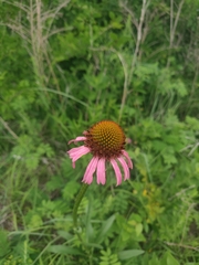 Echinacea atrorubens, photograph author not stated, no rights reserved