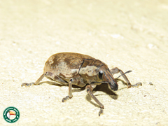 Pycnodactylopsis mitis