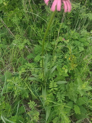 Echinacea atrorubens, photograph 3