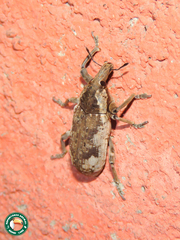 Pycnodactylopsis mitis