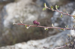 Cotoneaster tauricus