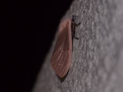 Creatonotos transiens vacillans