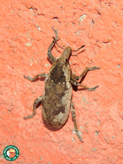 Pycnodactylopsis mitis