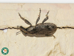 Pycnodactylopsis mitis