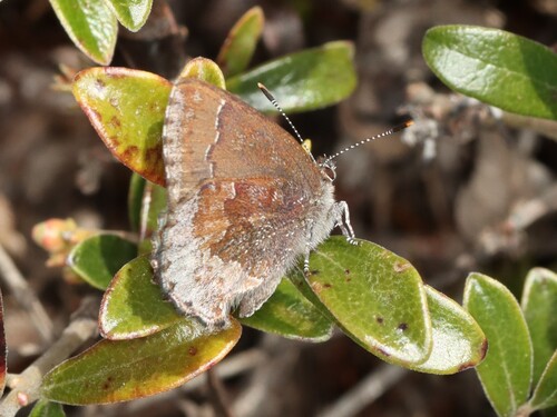 Hoary Elfin photo 5