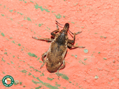 Pycnodactylopsis mitis