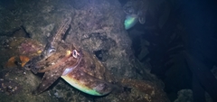 Sepia plangon