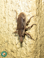 Pycnodactylopsis mitis