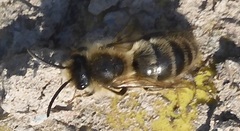 Colletes cunicularius