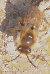 Colletes cunicularius
