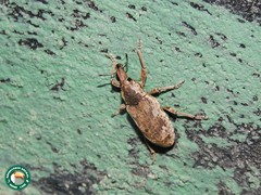 Pycnodactylopsis mitis