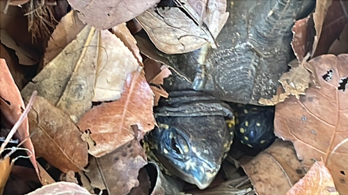 Terrapene carolina bauri