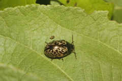 Calligrapha multipustulata