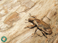 Pycnodactylopsis mitis