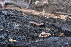 Semionellus placidus