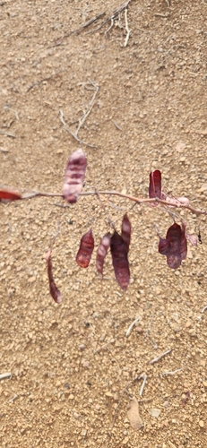 Acaciella glauca observed 2026-04-27