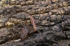 Semionellus placidus