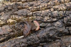 Semionellus placidus