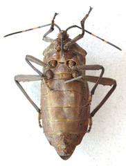 Pachylis nervosus