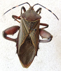 Pachylis nervosus
