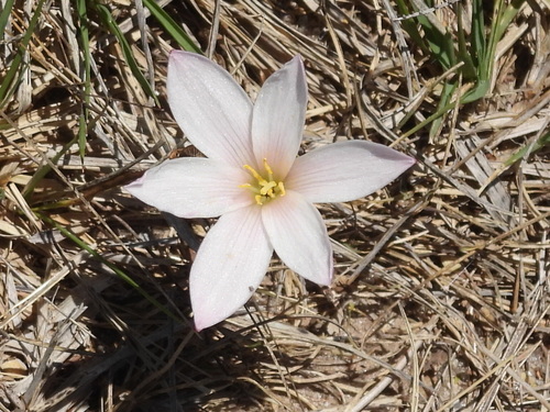 Zephyranthes fosteri, photograph 6