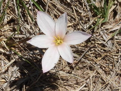 Zephyranthes fosteri, photograph (c) Oscar Alejandro Morales Juárez, some rights reserved (CC BY-SA)