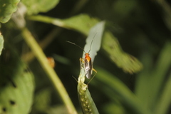 Ganocapsus filiformis