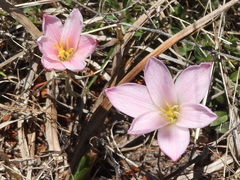 Zephyranthes fosteri, photograph (c) Oscar Alejandro Morales Juárez, some rights reserved (CC BY-SA)
