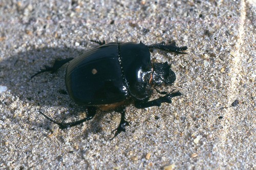 Heliocopris antenor