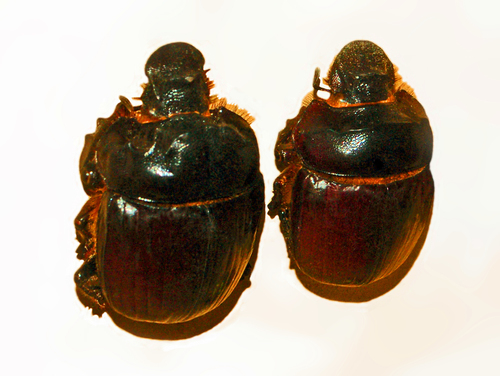 Heliocopris antenor